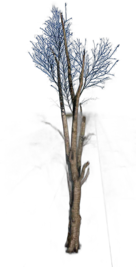 DayZ TreeHard_t_FagusSylvatica_3d - Treehard T Fagussylvatica 3D image