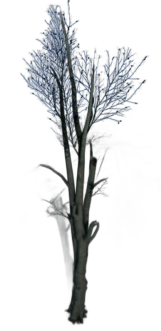 DayZ TreeHard_t_FagusSylvatica_3d_summer - Treehard T Fagussylvatica 3D Summer image