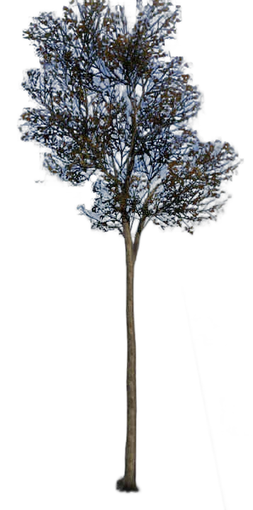 DayZ TreeHard_t_FagusSylvatica_3f - Treehard T Fagussylvatica 3F image