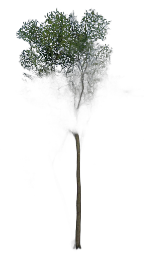 DayZ TreeHard_t_FagusSylvatica_3f_summer - Treehard T Fagussylvatica 3F Summer image