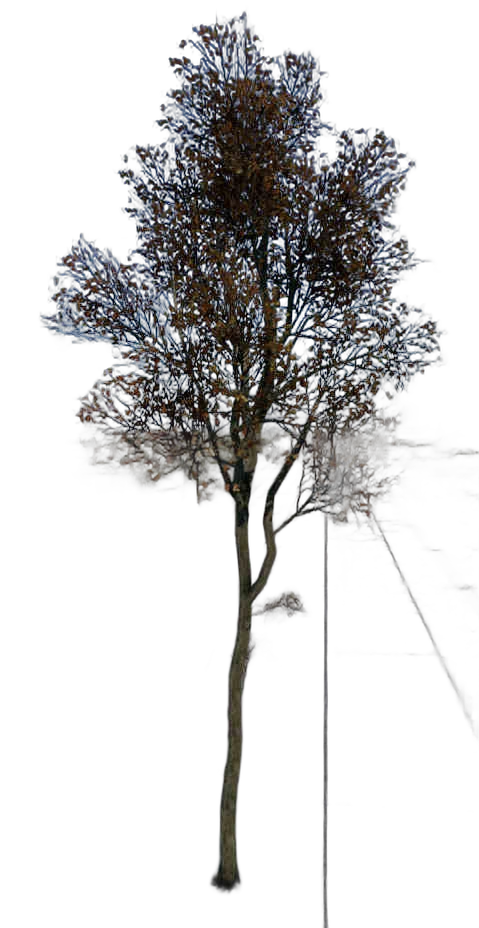 DayZ TreeHard_t_FagusSylvatica_3fb - Treehard T Fagussylvatica 3Fb image