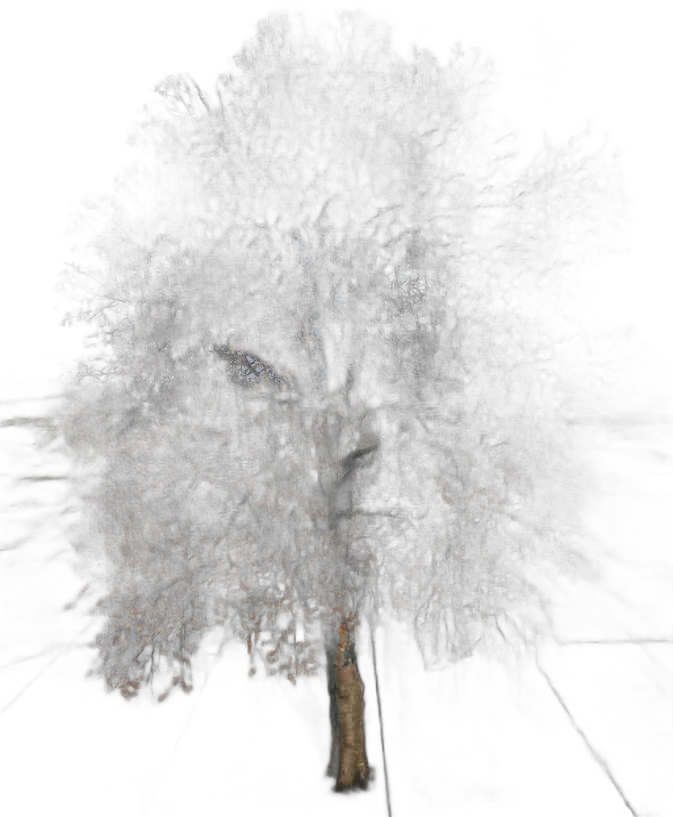 DayZ TreeHard_t_FagusSylvatica_3s - Treehard T Fagussylvatica 3S image