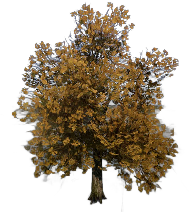 DayZ TreeHard_t_FraxinusExcelsior_2f - Treehard T Fraxinusexcelsior 2F image