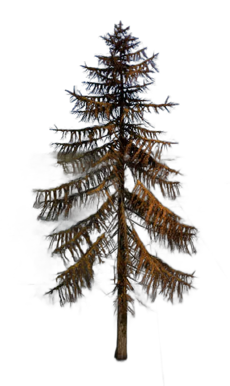 DayZ TreeHard_t_LarixDecidua_2f - Treehard T Larixdecidua 2F image