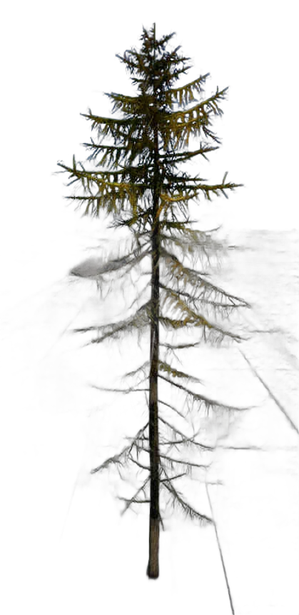 DayZ TreeHard_t_LarixDecidua_2fb - Treehard T Larixdecidua 2Fb image