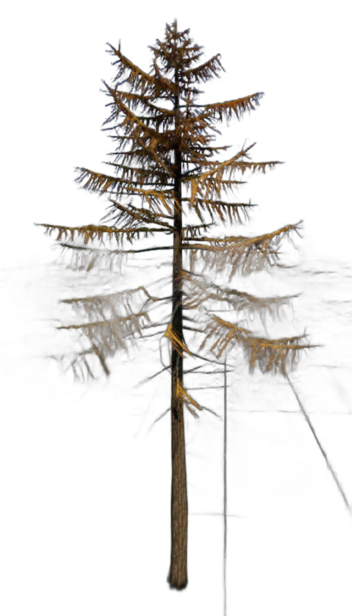 DayZ TreeHard_t_LarixDecidua_3f - Treehard T Larixdecidua 3F image