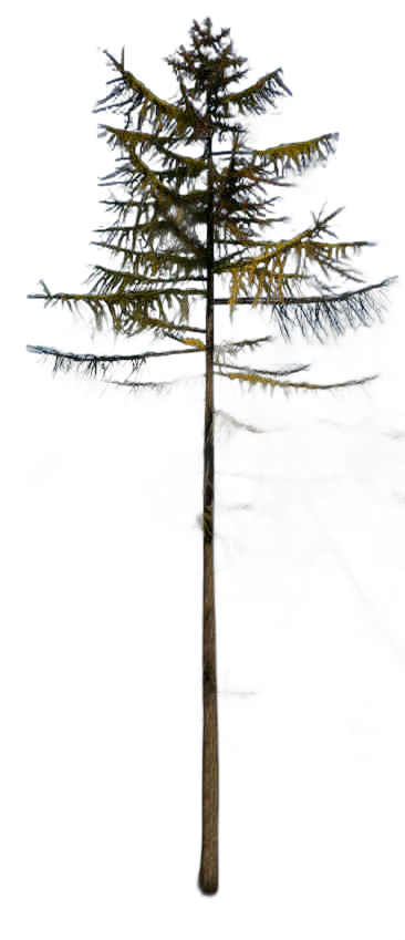 DayZ TreeHard_t_LarixDecidua_3fb - Treehard T Larixdecidua 3Fb image