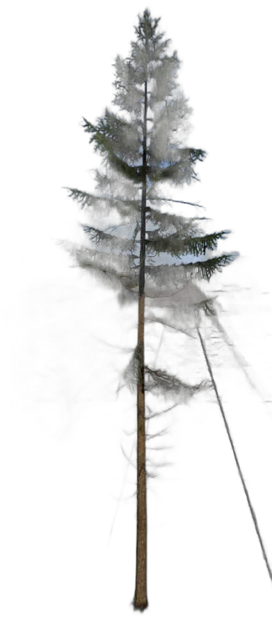 DayZ TreeHard_t_PiceaAbies_2f - Treehard T Piceaabies 2F image