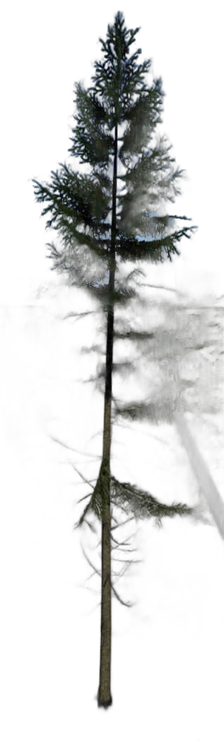 DayZ TreeHard_t_PiceaAbies_2f_summer - Treehard T Piceaabies 2F Summer image