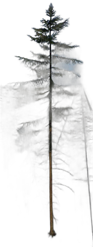 DayZ TreeHard_t_PiceaAbies_2fb - Treehard T Piceaabies 2Fb image