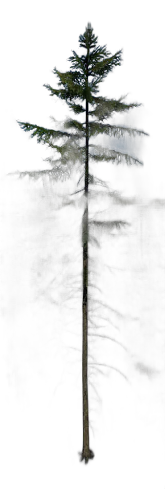 DayZ TreeHard_t_PiceaAbies_2fb_summer - Treehard T Piceaabies 2Fb Summer image