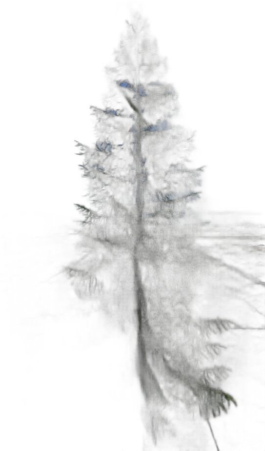 DayZ TreeHard_t_PiceaAbies_2s - Treehard T Piceaabies 2S image