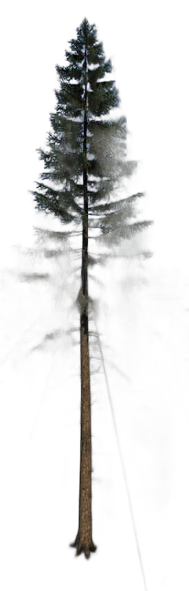 DayZ TreeHard_t_PiceaAbies_3f - Treehard T Piceaabies 3F image