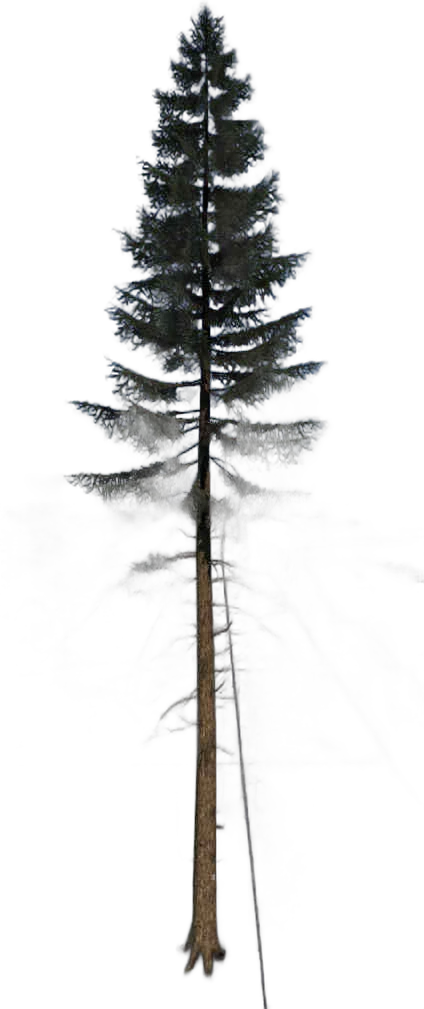 DayZ TreeHard_t_PiceaAbies_3f_Trail_B - Treehard T Piceaabies 3F Trail B image