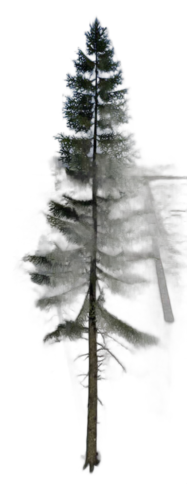DayZ TreeHard_t_PiceaAbies_3f_Trail_B_summer - Treehard T Piceaabies 3F Trail B Summer image