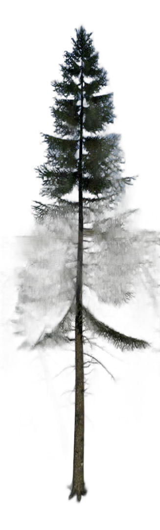 DayZ TreeHard_t_PiceaAbies_3f_Trail_G_summer - Treehard T Piceaabies 3F Trail G Summer image