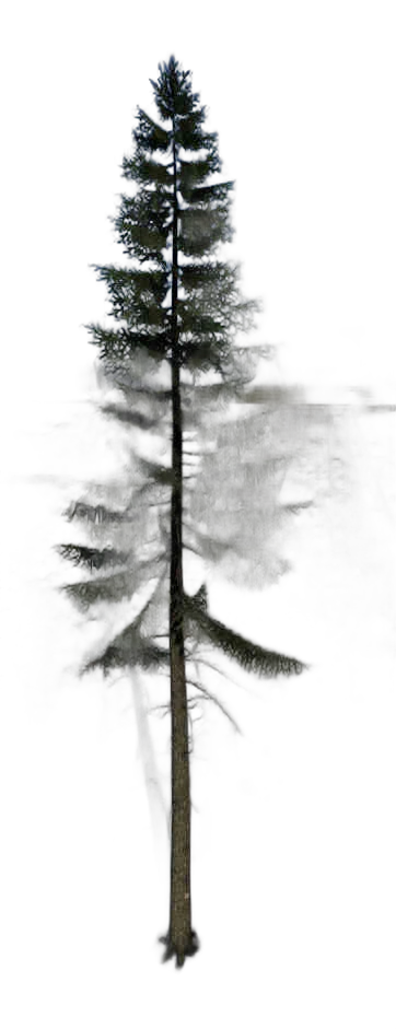 DayZ TreeHard_t_PiceaAbies_3f_Trail_R_summer - Treehard T Piceaabies 3F Trail R Summer image