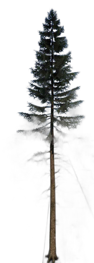 DayZ TreeHard_t_PiceaAbies_3f_Trail_Y - Treehard T Piceaabies 3F Trail Y image