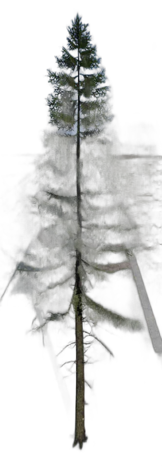 DayZ TreeHard_t_PiceaAbies_3f_Trail_Y_summer - Treehard T Piceaabies 3F Trail Y Summer image