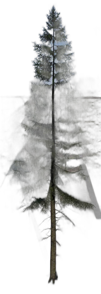 DayZ TreeHard_t_PiceaAbies_3f_summer - Treehard T Piceaabies 3F Summer image