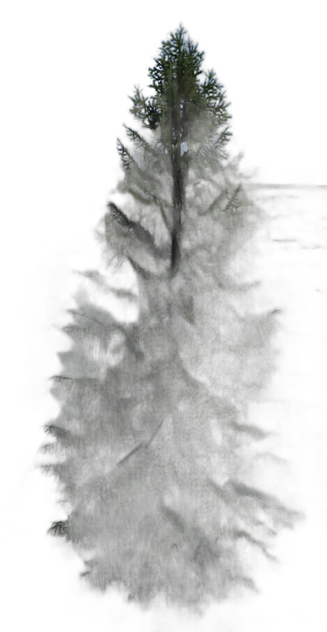 DayZ TreeHard_t_PiceaAbies_3s_summer - Treehard T Piceaabies 3S Summer image