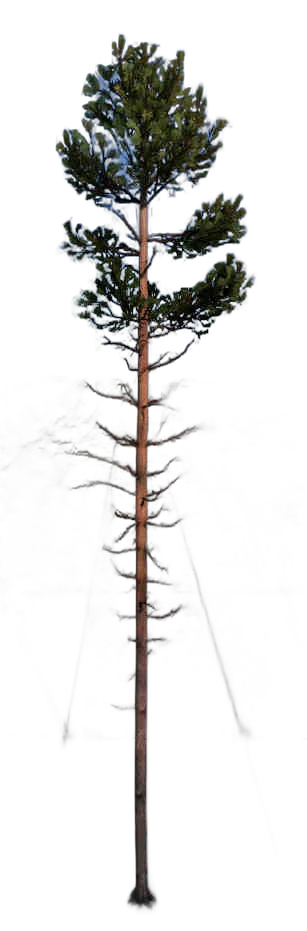 DayZ TreeHard_t_PinusSylvestris_2f - Treehard T Pinussylvestris 2F image