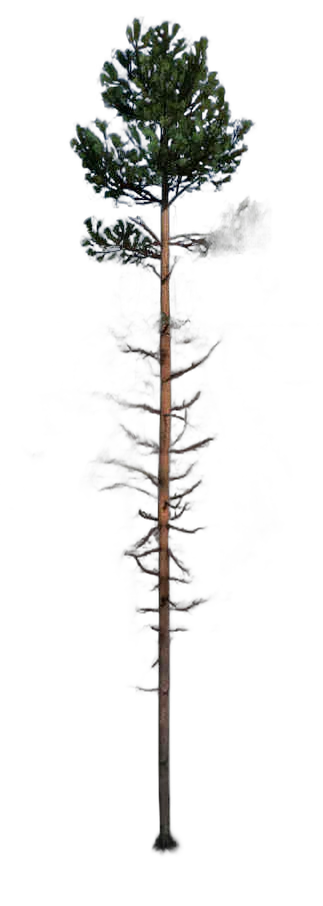 DayZ TreeHard_t_PinusSylvestris_2f_summer - Treehard T Pinussylvestris 2F Summer image