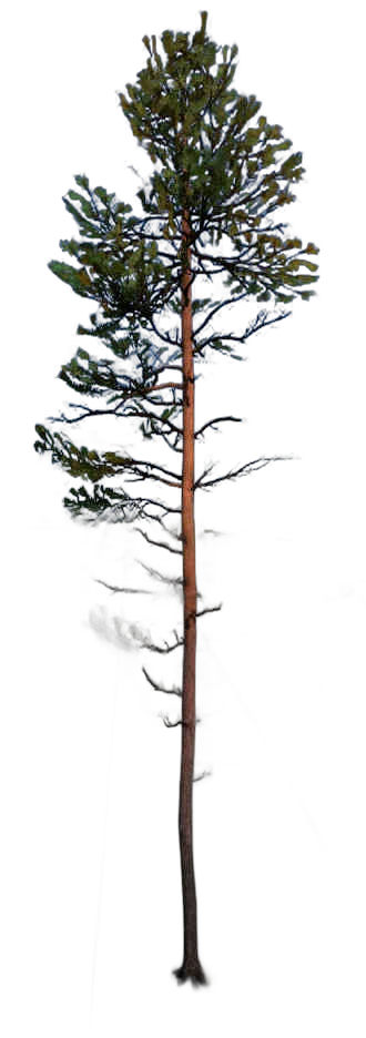 DayZ TreeHard_t_PinusSylvestris_2fb - Treehard T Pinussylvestris 2Fb image