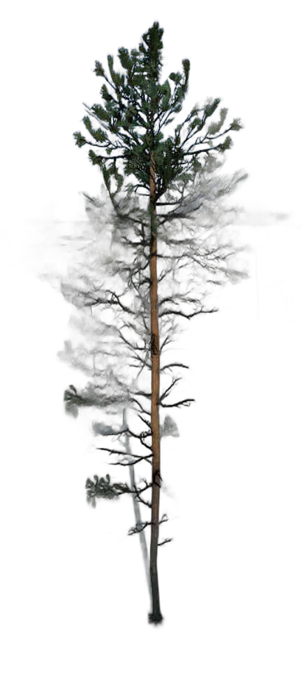DayZ TreeHard_t_PinusSylvestris_2fb_summer - Treehard T Pinussylvestris 2Fb Summer image