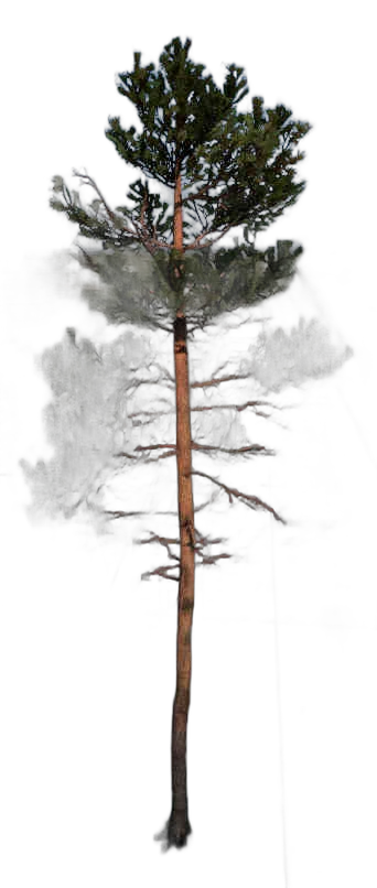 DayZ TreeHard_t_PinusSylvestris_2s - Treehard T Pinussylvestris 2S image