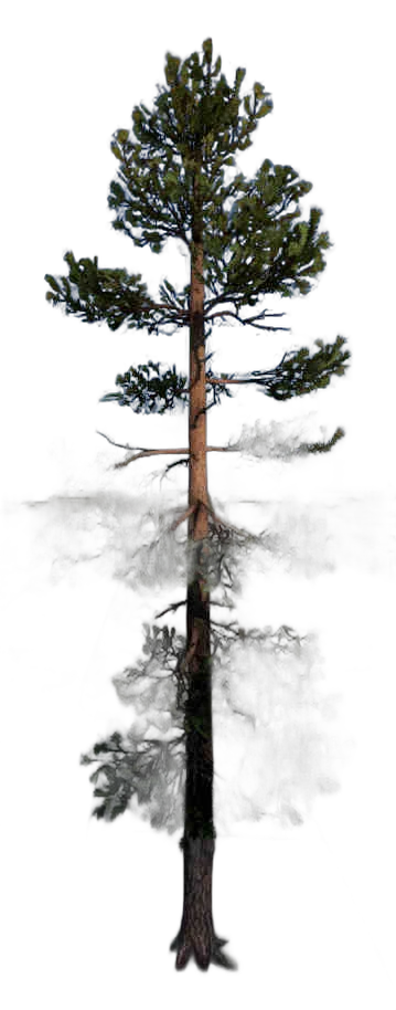 DayZ TreeHard_t_PinusSylvestris_2sb - Treehard T Pinussylvestris 2Sb image