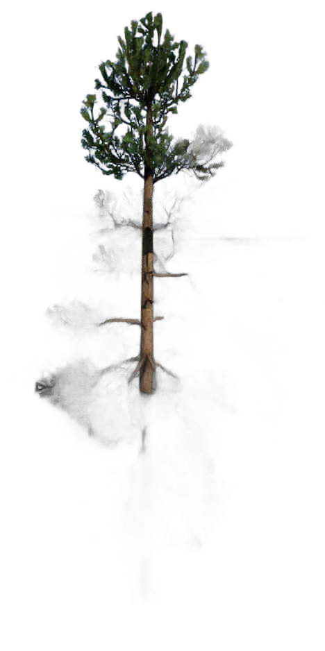 DayZ TreeHard_t_PinusSylvestris_2sb_summer - Treehard T Pinussylvestris 2Sb Summer image