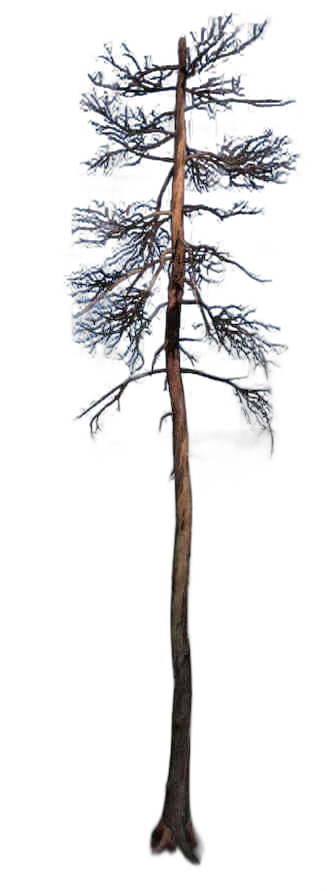 DayZ TreeHard_t_PinusSylvestris_3d - Treehard T Pinussylvestris 3D image