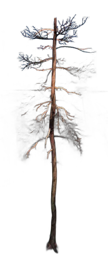 DayZ TreeHard_t_PinusSylvestris_3d_summer - Treehard T Pinussylvestris 3D Summer image