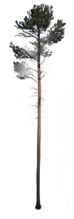 DayZ TreeHard_t_PinusSylvestris_3f - Treehard T Pinussylvestris 3F image