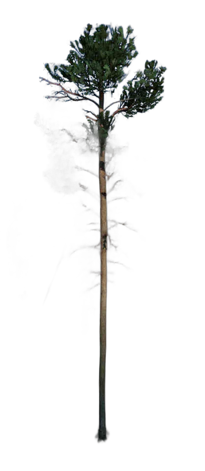DayZ TreeHard_t_PinusSylvestris_3f_summer - Treehard T Pinussylvestris 3F Summer image
