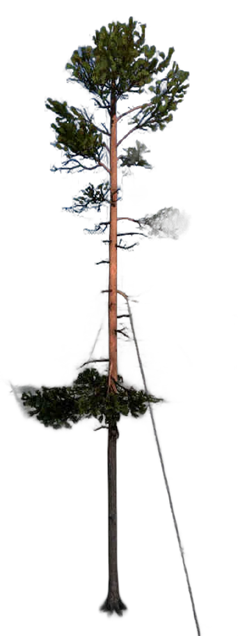 DayZ TreeHard_t_PinusSylvestris_3fb - Treehard T Pinussylvestris 3Fb image