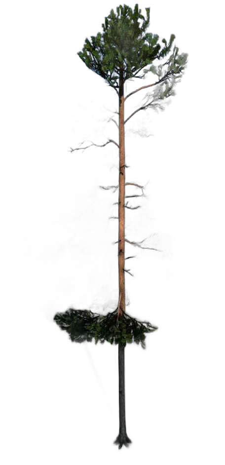 DayZ TreeHard_t_PinusSylvestris_3fb_summer - Treehard T Pinussylvestris 3Fb Summer image