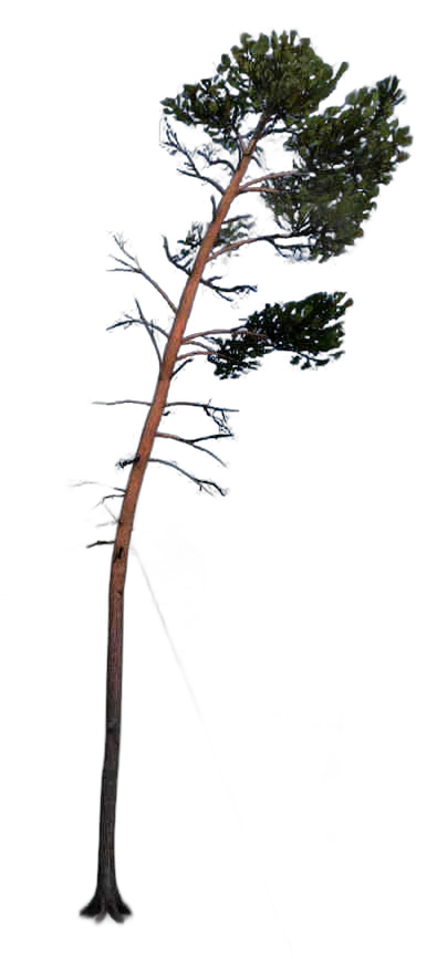 DayZ TreeHard_t_PinusSylvestris_3fc - Treehard T Pinussylvestris 3Fc image