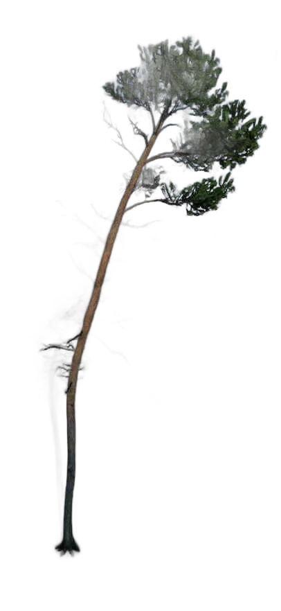 DayZ TreeHard_t_PinusSylvestris_3fc_summer - Treehard T Pinussylvestris 3Fc Summer image