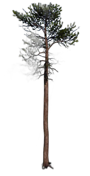 DayZ TreeHard_t_PinusSylvestris_3s - Treehard T Pinussylvestris 3S image