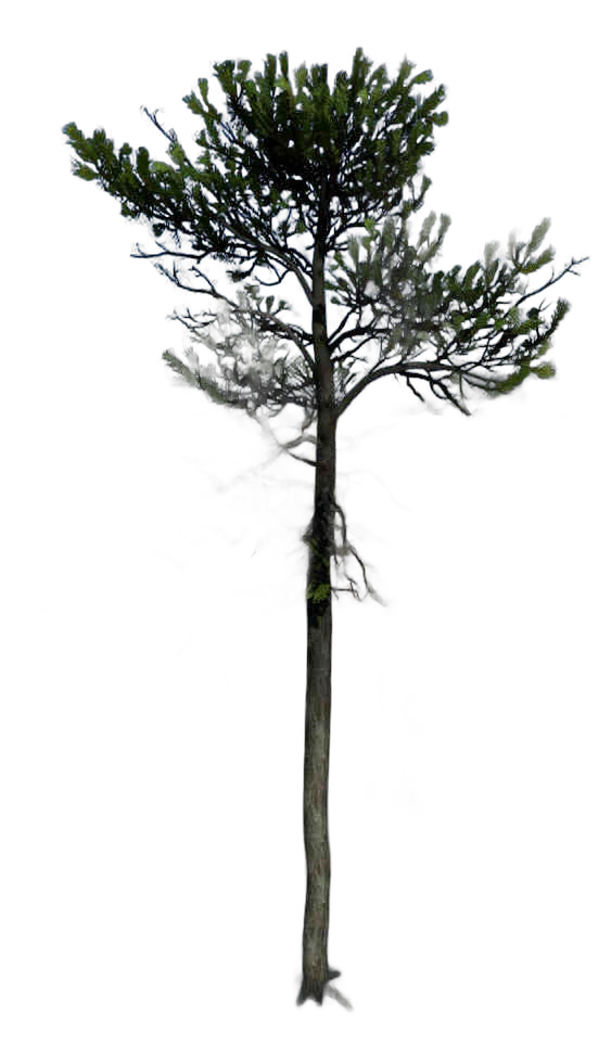 DayZ TreeHard_t_PinusSylvestris_3s_summer - Treehard T Pinussylvestris 3S Summer image