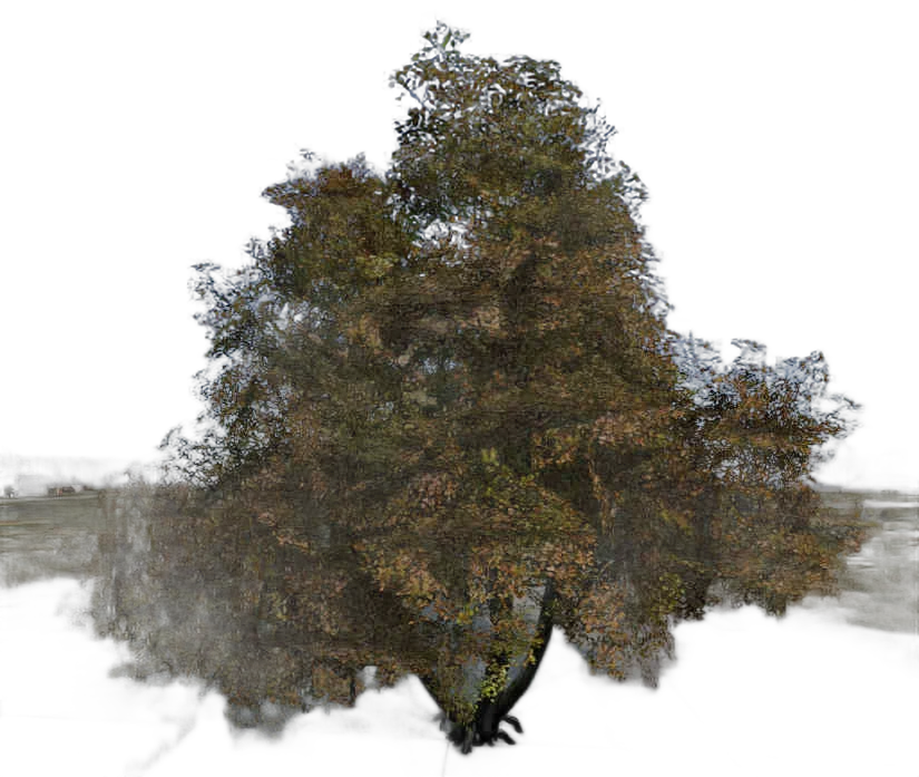 DayZ TreeHard_t_carpinus_2s - Treehard T Carpinus 2S image