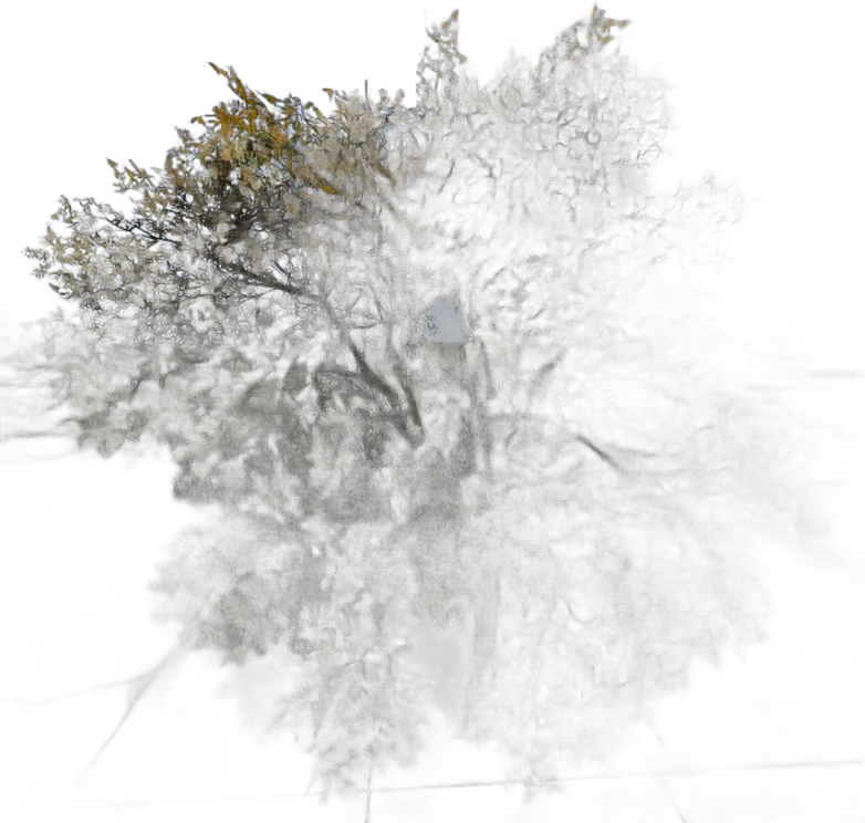 DayZ TreeHard_t_juglansRegia_2s - Treehard T Juglansregia 2S image