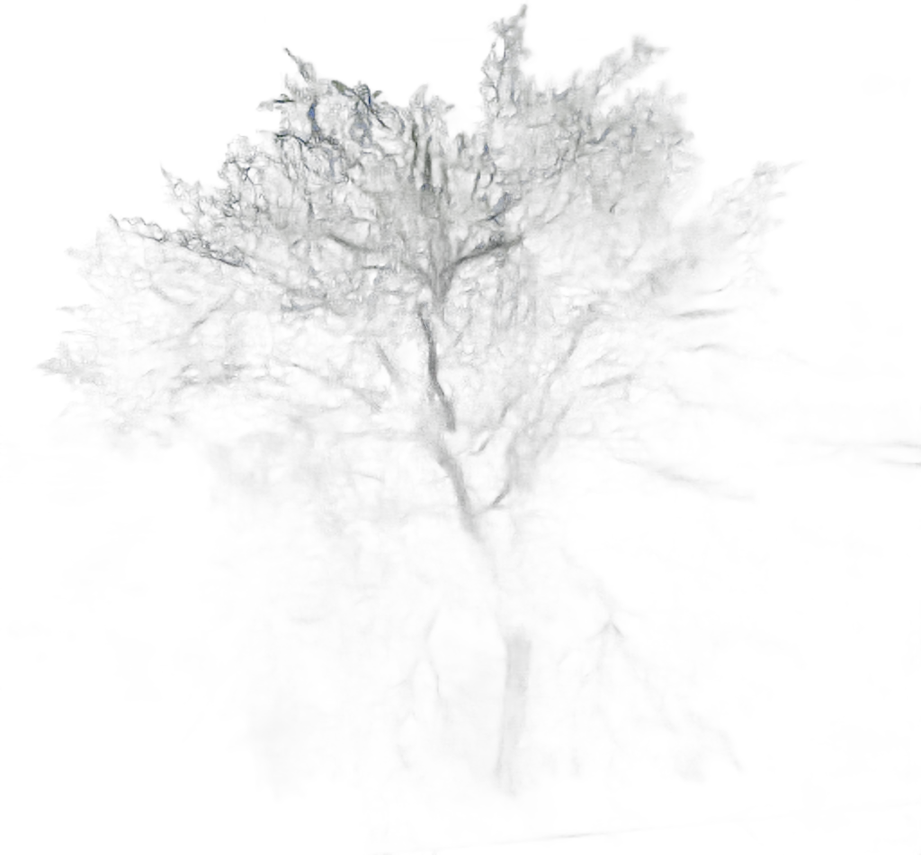 DayZ TreeHard_t_juglansRegia_2s_summer - Treehard T Juglansregia 2S Summer image