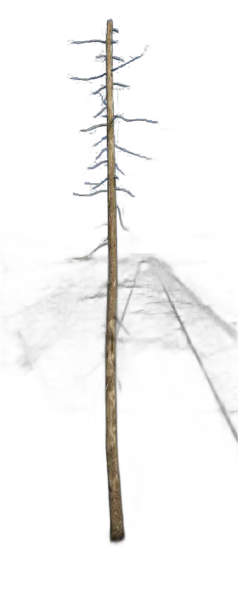 DayZ TreeHard_t_piceaabies_2d - Treehard T Piceaabies 2D image