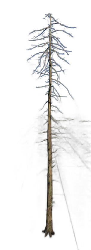 DayZ TreeHard_t_piceaabies_3d - Treehard T Piceaabies 3D image