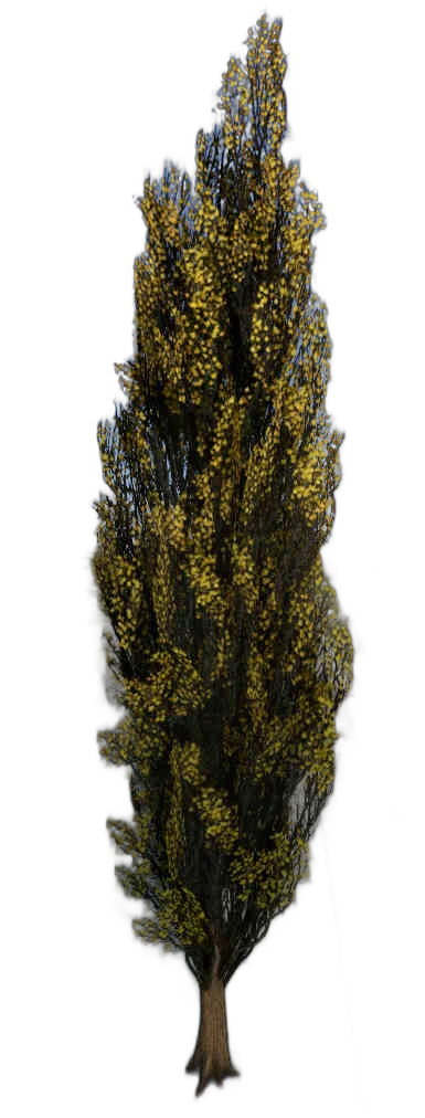 DayZ TreeHard_t_populusNigra_3s - Treehard T Populusnigra 3S image