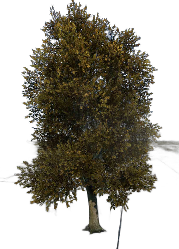 DayZ TreeHard_t_prunusDomestica_2s - Treehard T Prunusdomestica 2S image