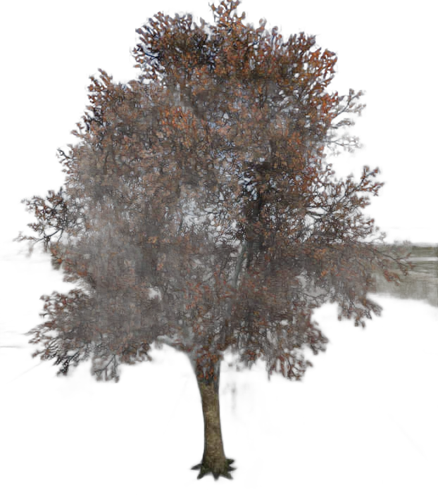 DayZ TreeHard_t_pyrusCommunis_3s - Treehard T Pyruscommunis 3S image